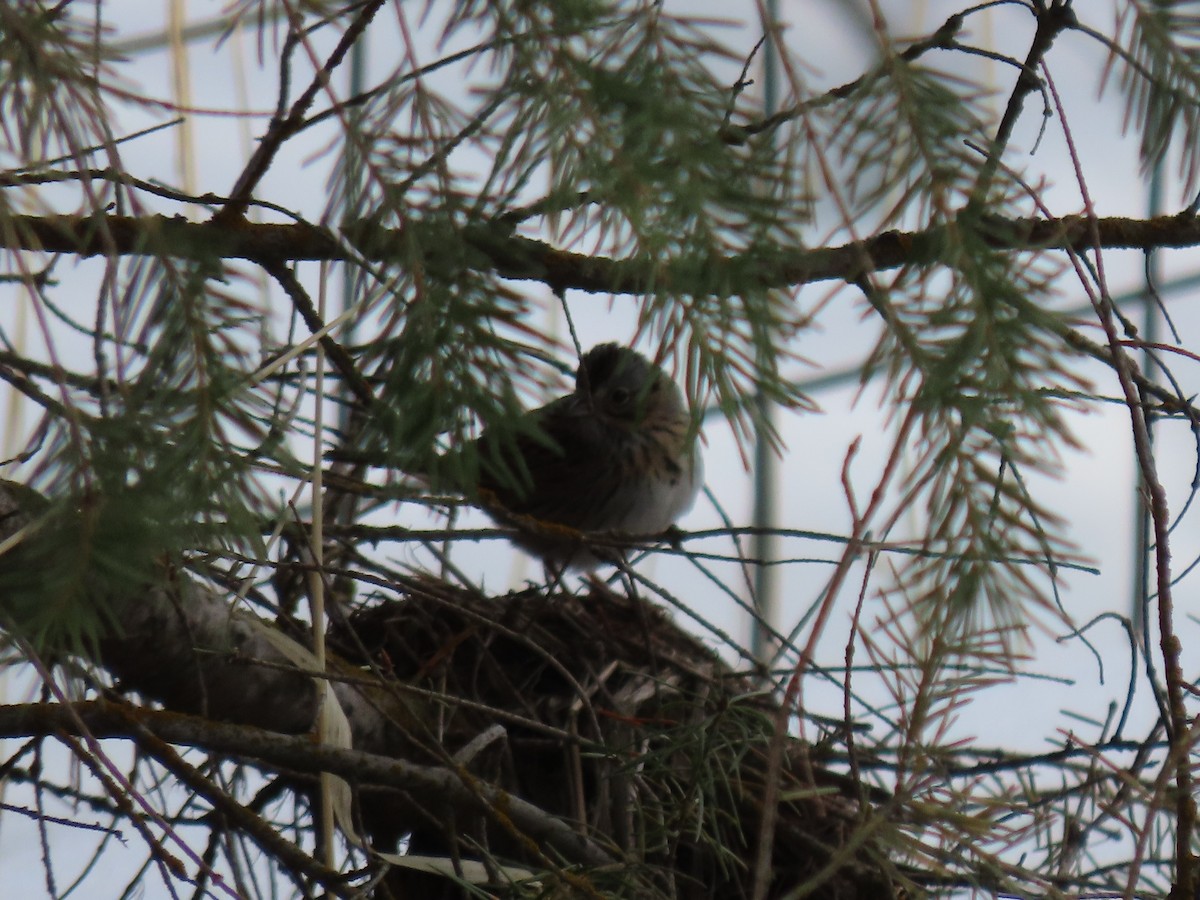 Lincoln's Sparrow - ML558188691