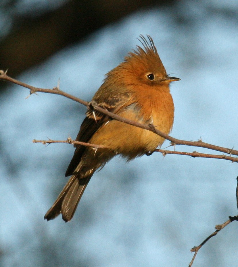 Tufted Flycatcher - ML558188981