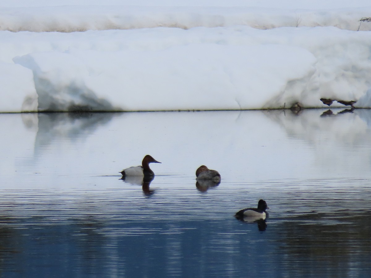 Canvasback - ML558189341