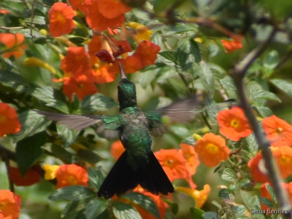 Canivet's Emerald - ML558189631