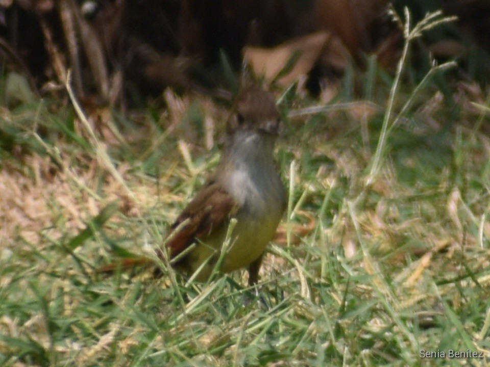 Dusky-capped Flycatcher - ML558190271