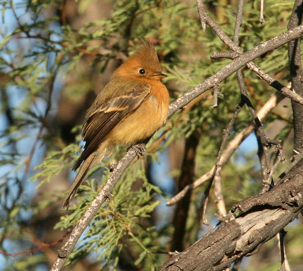 Tufted Flycatcher - Carolyn Ohl, cc