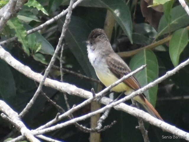 Dusky-capped Flycatcher - ML558190361