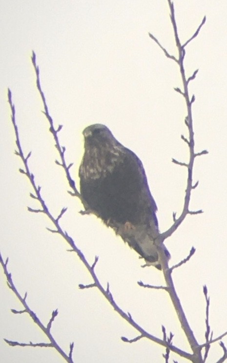 Rough-legged Hawk - ML558190791