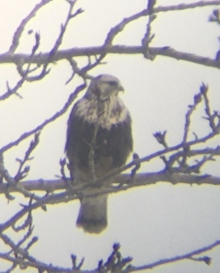 Rough-legged Hawk - ML558191231