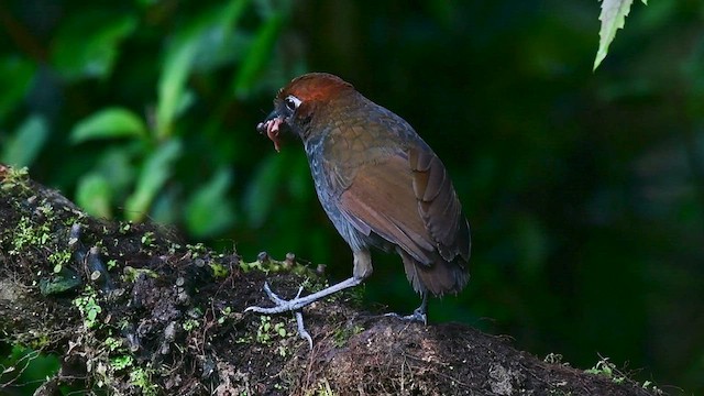 Grallaire à nuque rousse - ML558191331