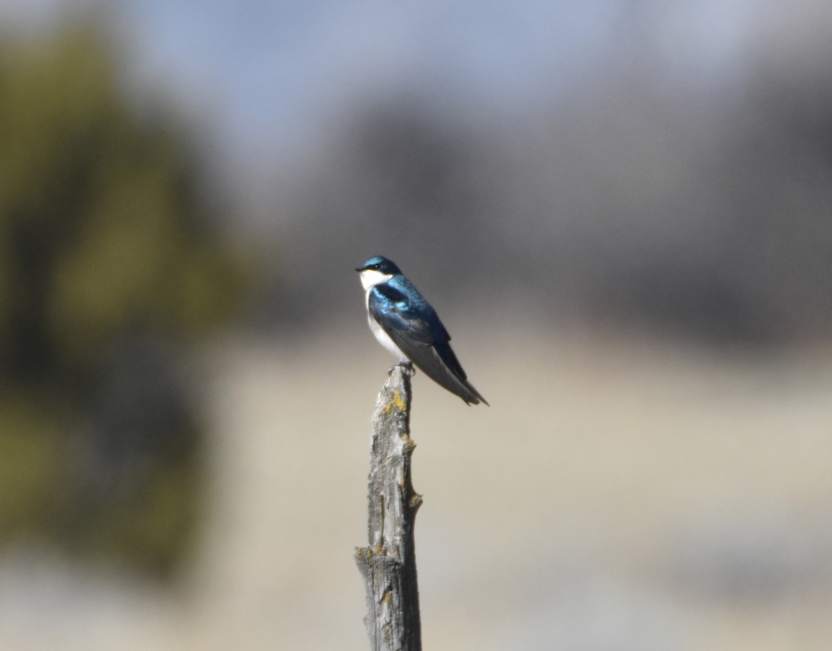 Tree Swallow - ML558192121