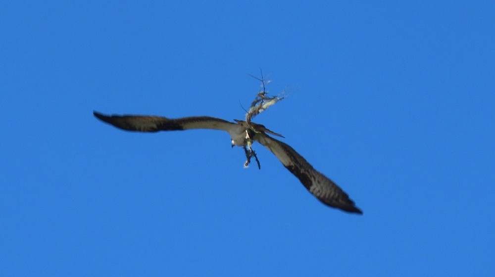 Balbuzard pêcheur - ML558193311