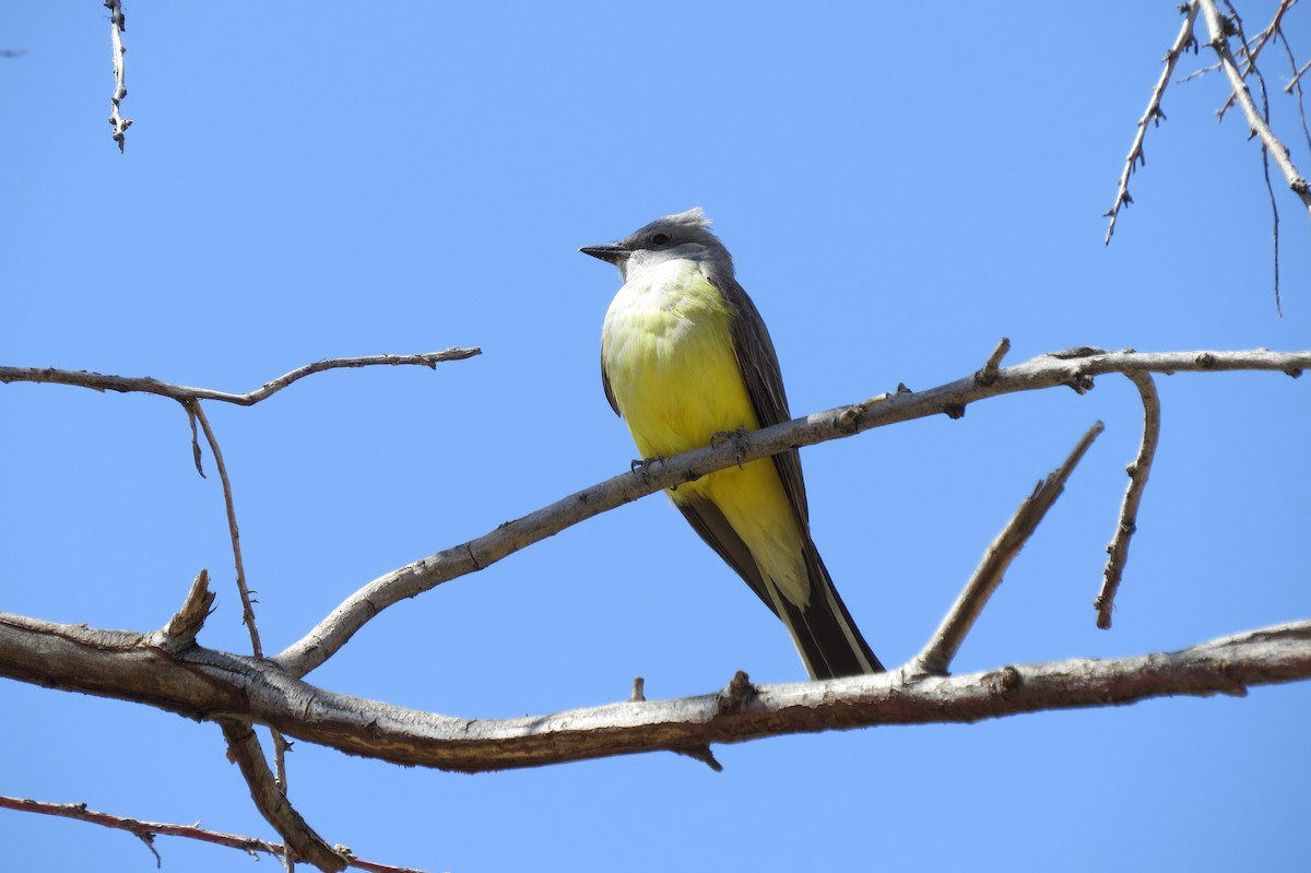 Western Kingbird - ML558194571