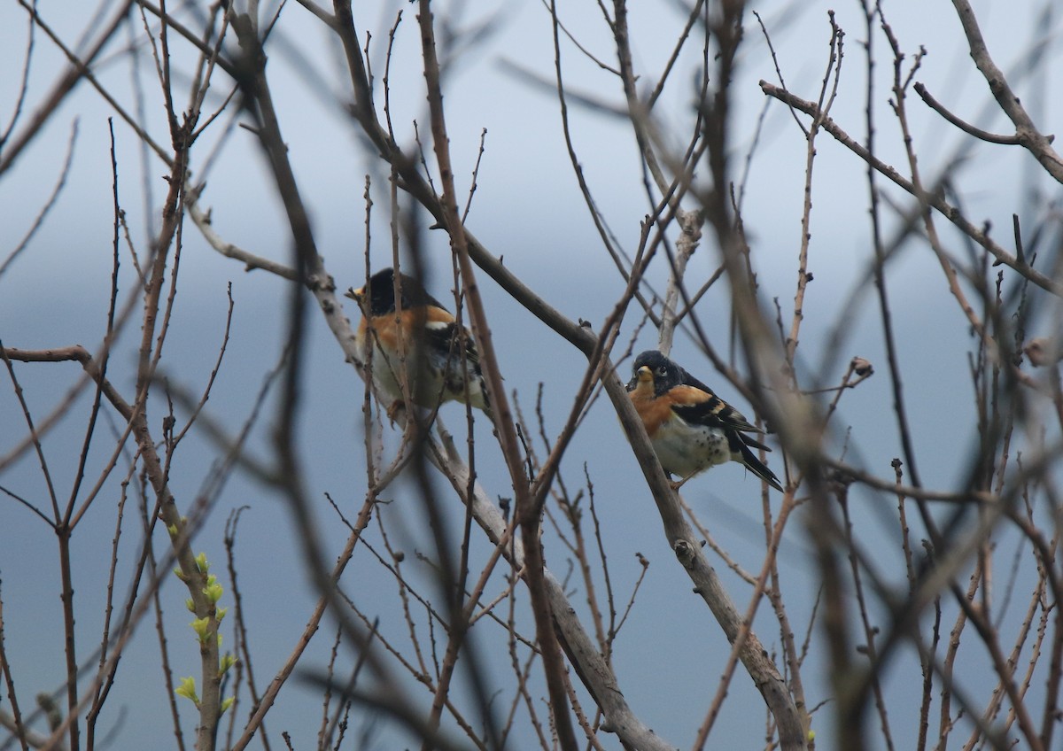 Brambling - Allen Lyu