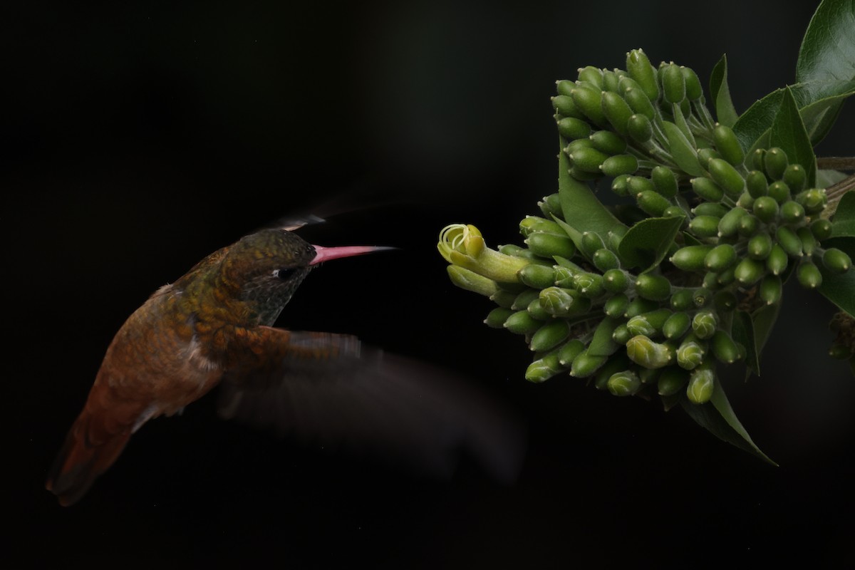 Amazilia Hummingbird - ML558195491