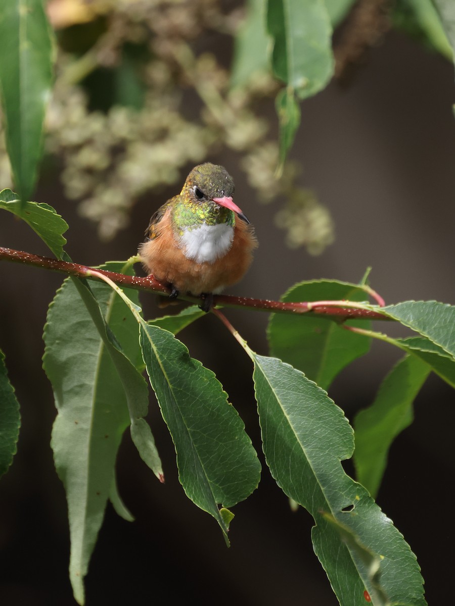 Amazilia Hummingbird - ML558195501