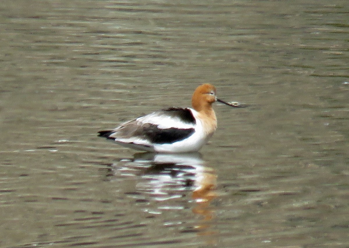 Avocette d'Amérique - ML558195661