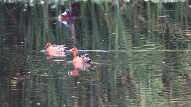 Cinnamon Teal - ML558196351