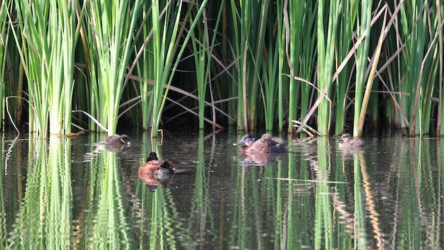 Andean Duck - ML558197201