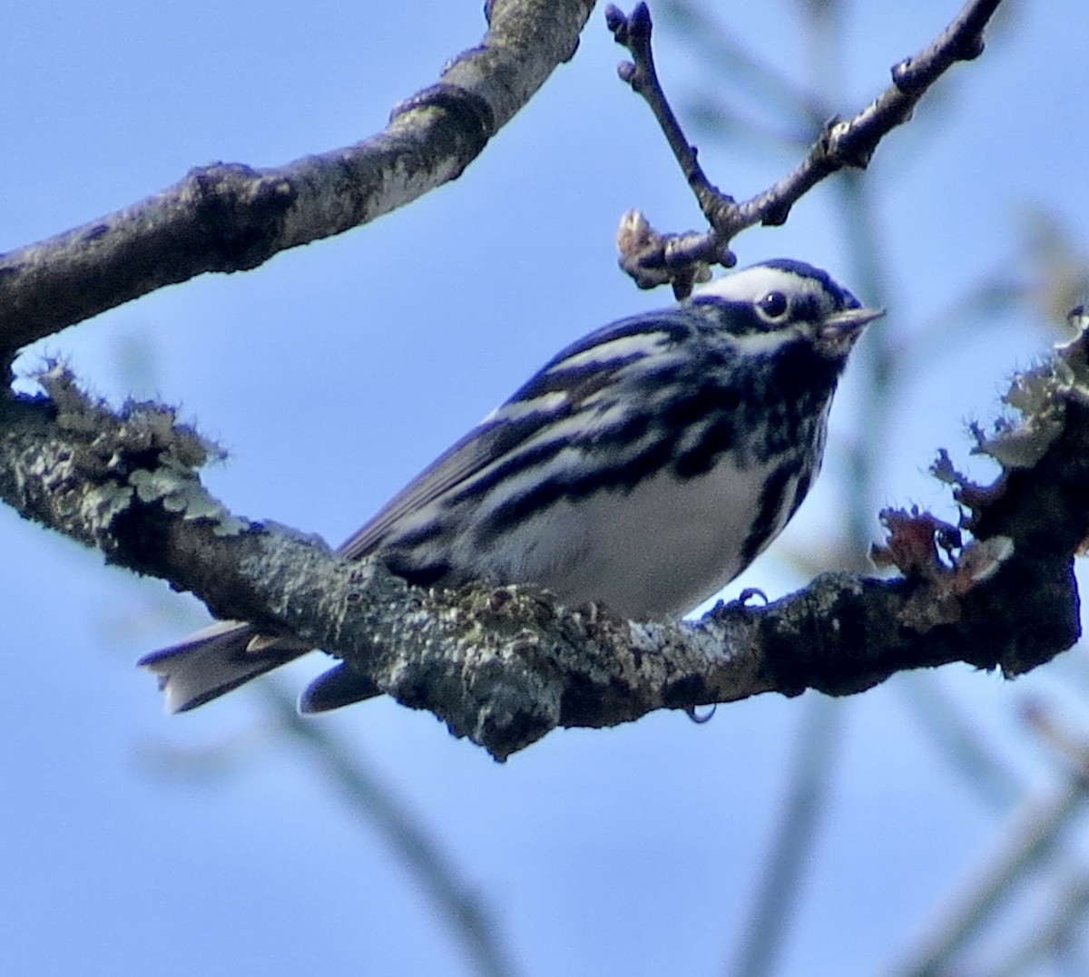 Black-and-white Warbler - ML558197251