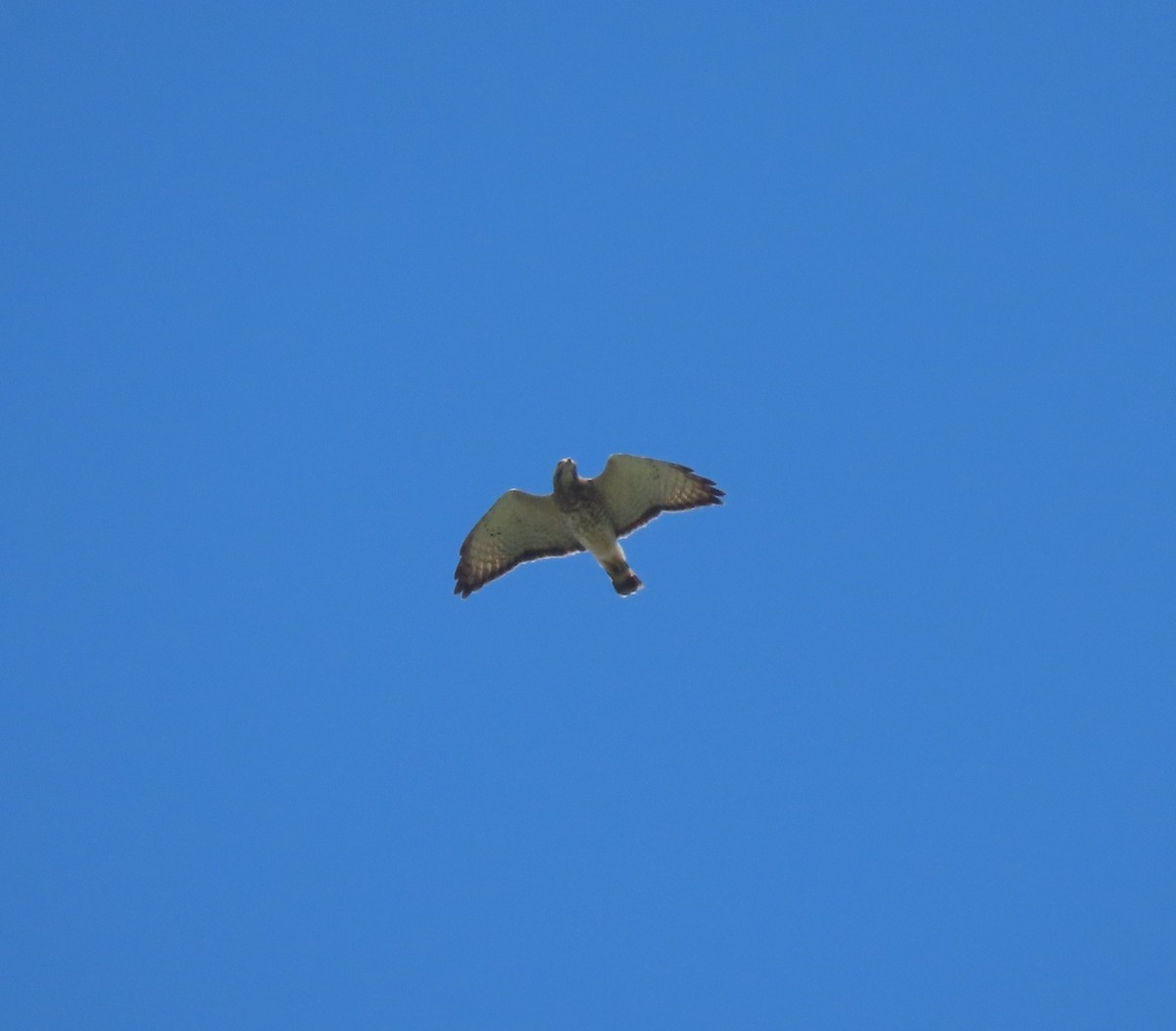 Broad-winged Hawk - ML558197271