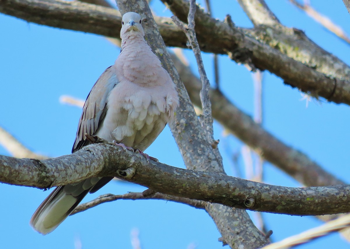 Eurasian Collared-Dove - Nic Zimmer