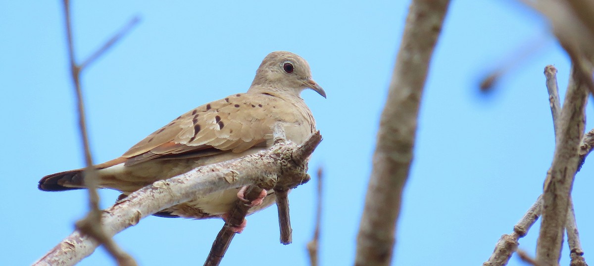 Ruddy Ground Dove - Nic Zimmer