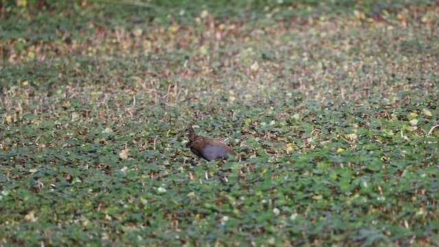 Plumbeous Rail - ML558197731