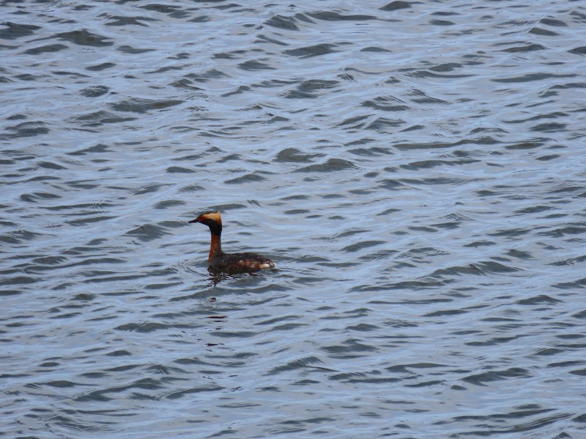 Horned Grebe - Andrew Pratt