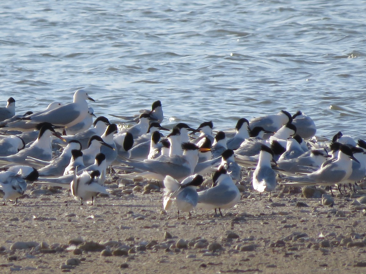 Elegant Tern - ML558197841