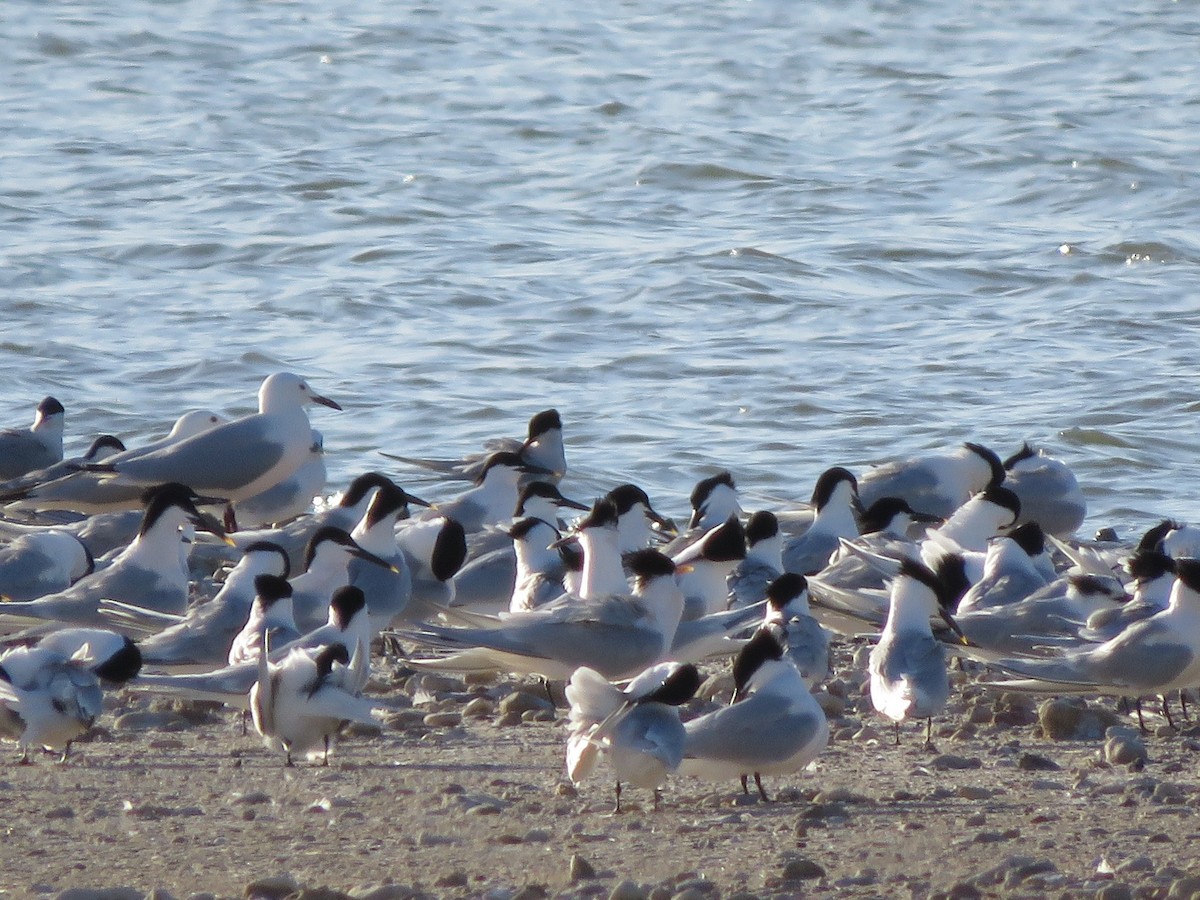 Elegant Tern - ML558197861