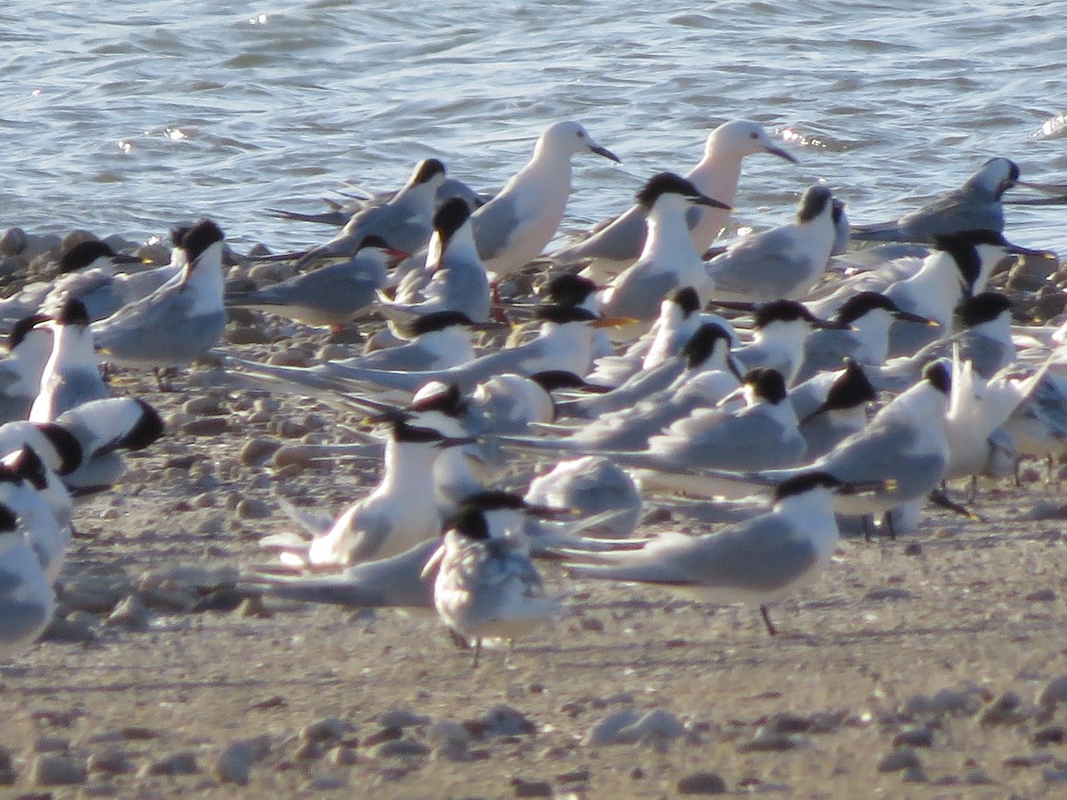 Elegant Tern - ML558197881