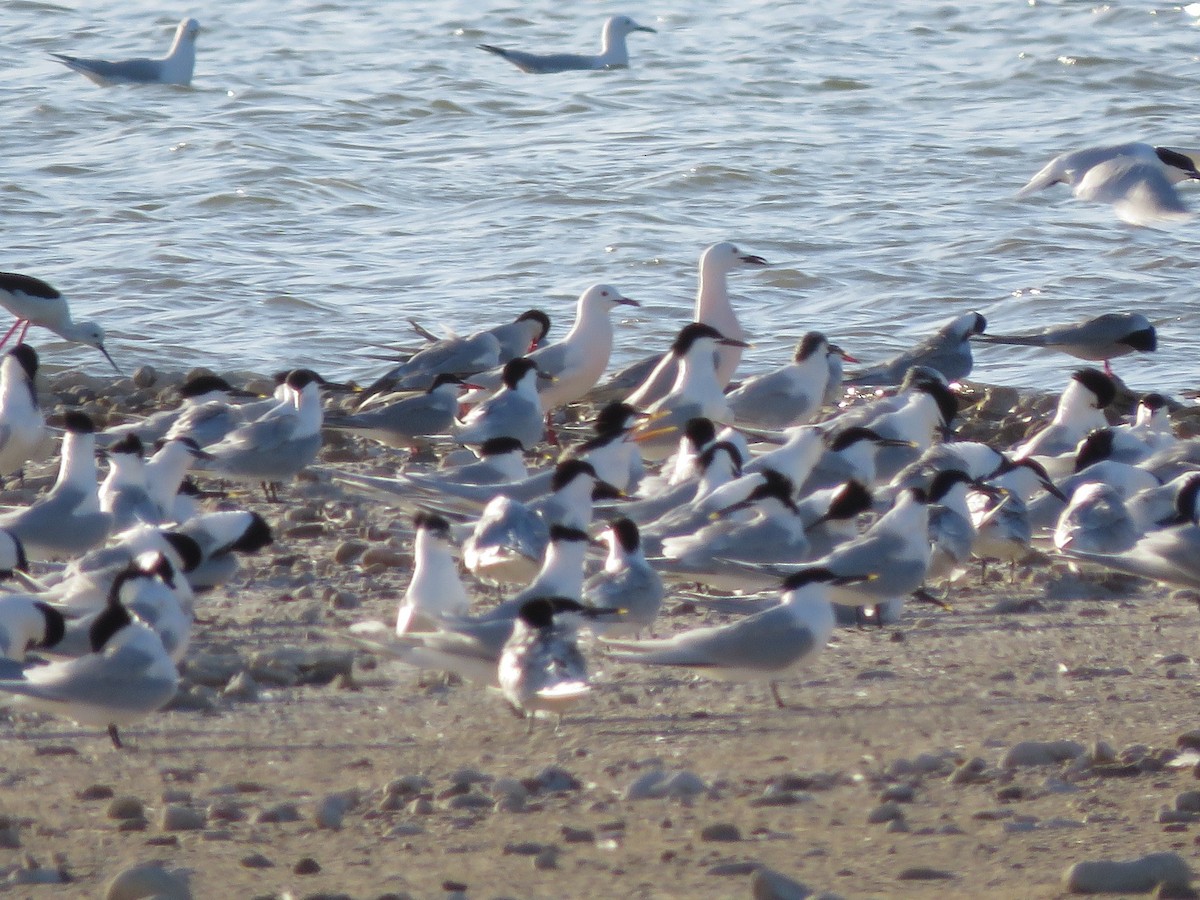 Elegant Tern - ML558197891