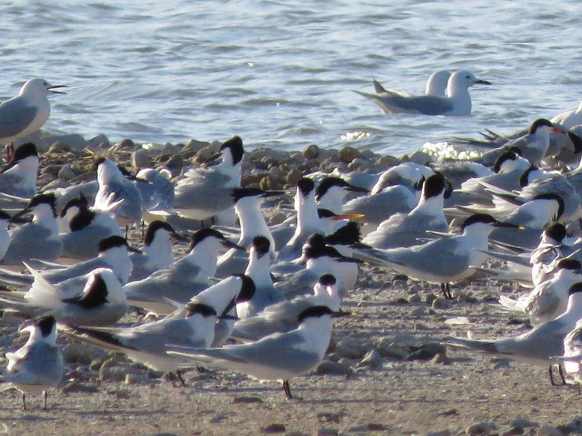 Elegant Tern - ML558197901