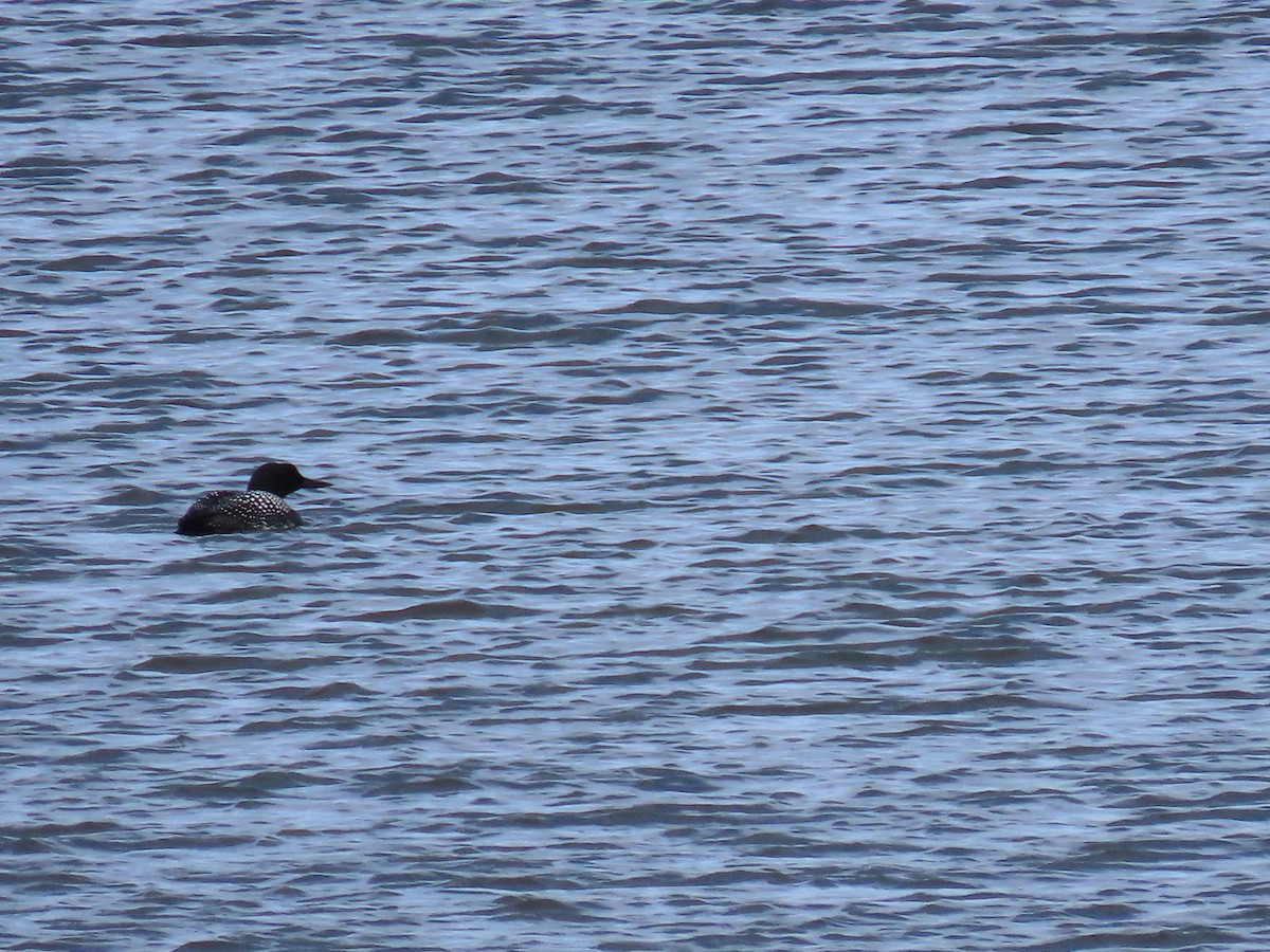 Common Loon - Andrew Pratt