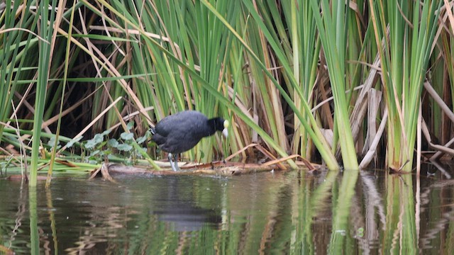 Slate-colored Coot - ML558198131