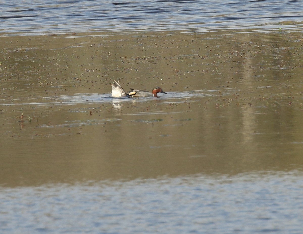 Green-winged Teal - ML558198411