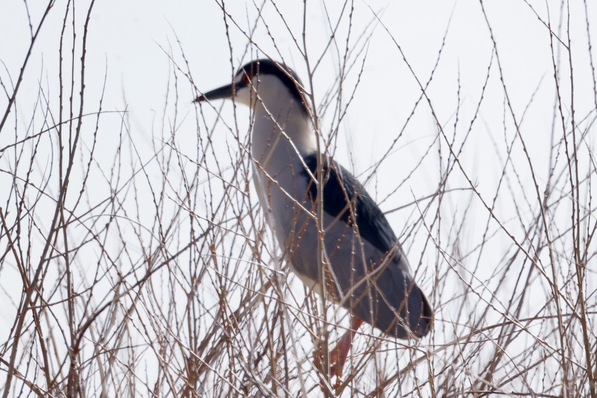 Black-crowned Night Heron - ML558202941