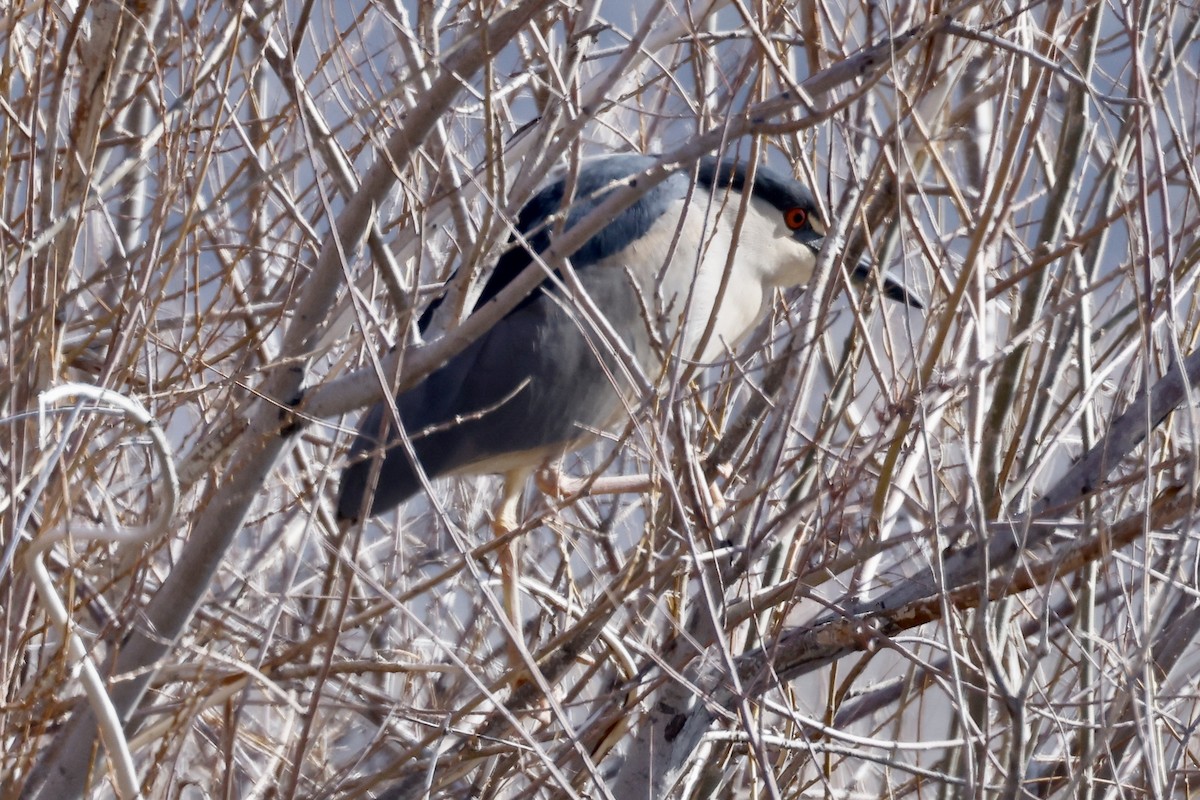 Black-crowned Night Heron - ML558202951