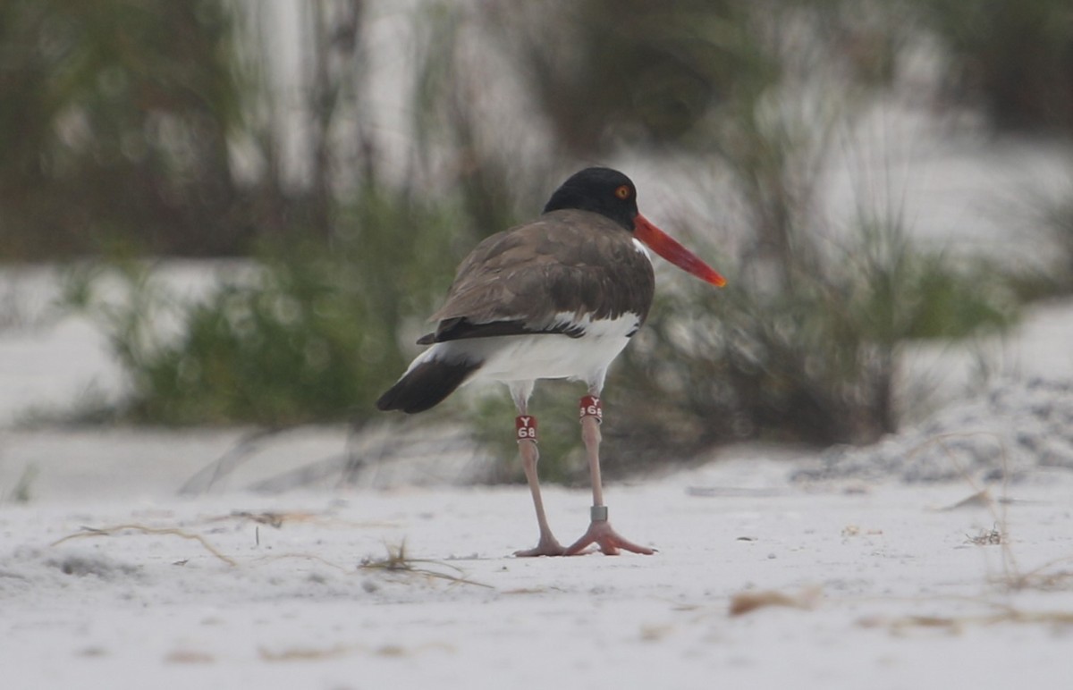 American Oystercatcher - Dan O'Malley