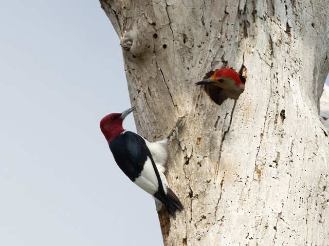 Red-headed Woodpecker - ML558205661