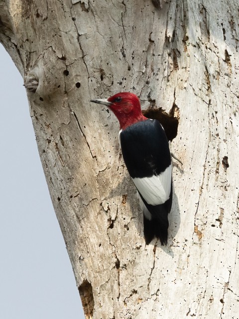 Red-headed Woodpecker - ML558205671