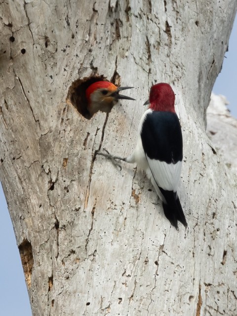 Red-headed Woodpecker - ML558205681