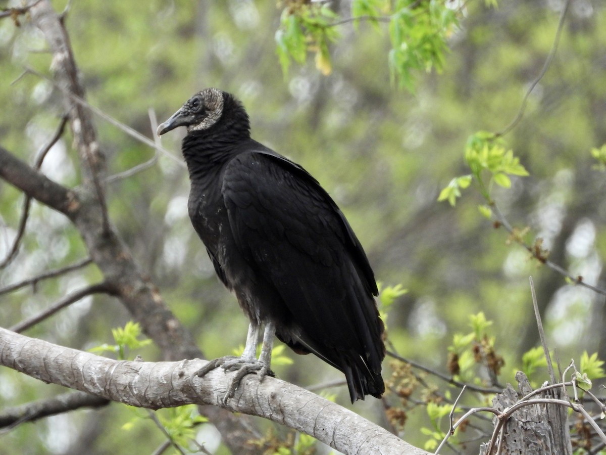 Black Vulture - ML558206211