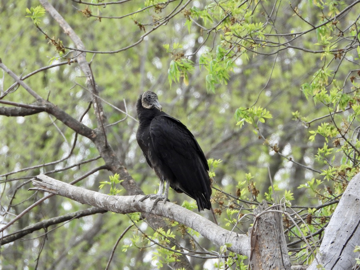 Black Vulture - ML558206221