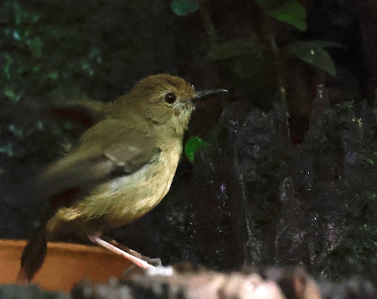 Atherton Scrubwren - ML558206461