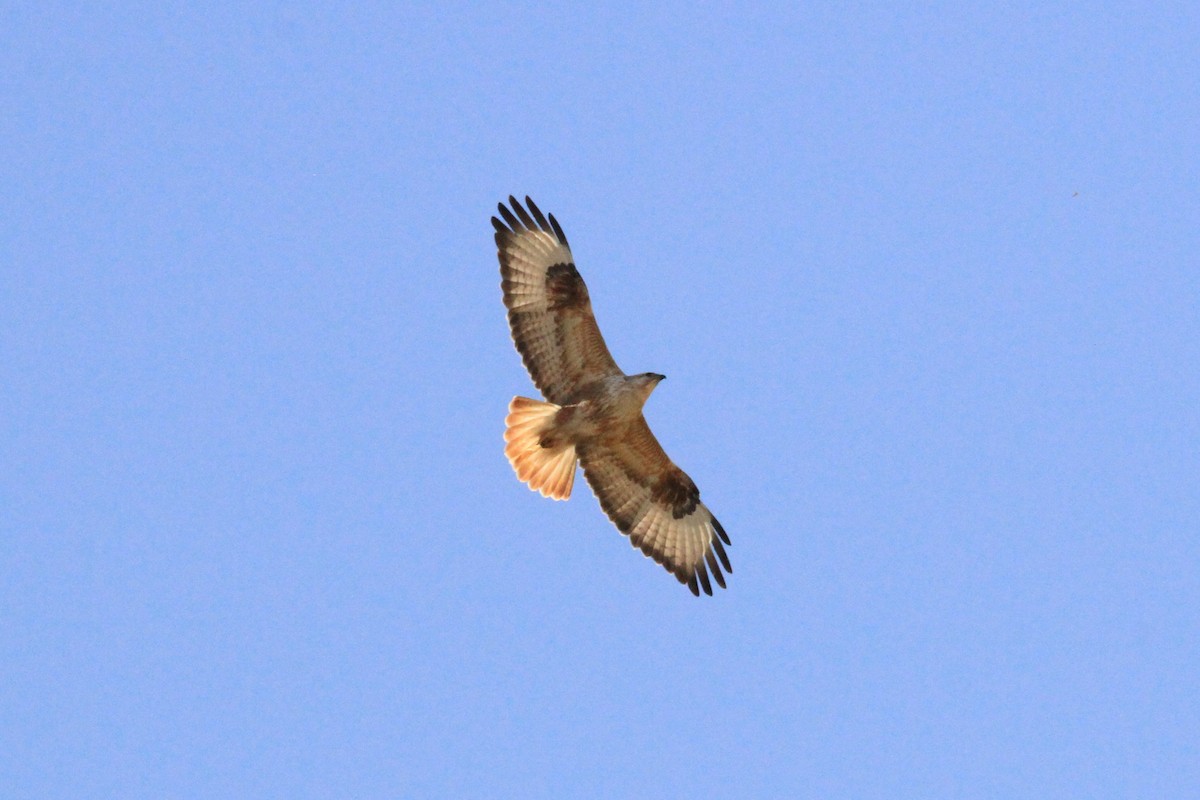 Long-legged Buzzard - Charles Davies