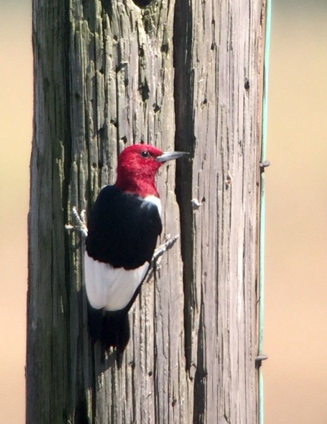 Red-headed Woodpecker - ML55820731
