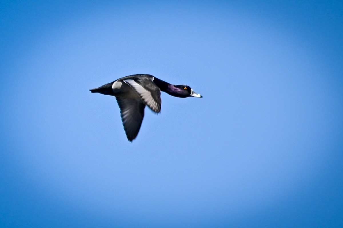 Ring-necked Duck - ML558208091