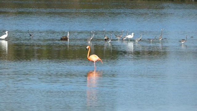 American Flamingo - ML558208201