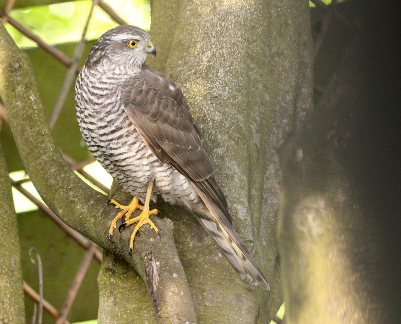 Eurasian Sparrowhawk - Kris Webb