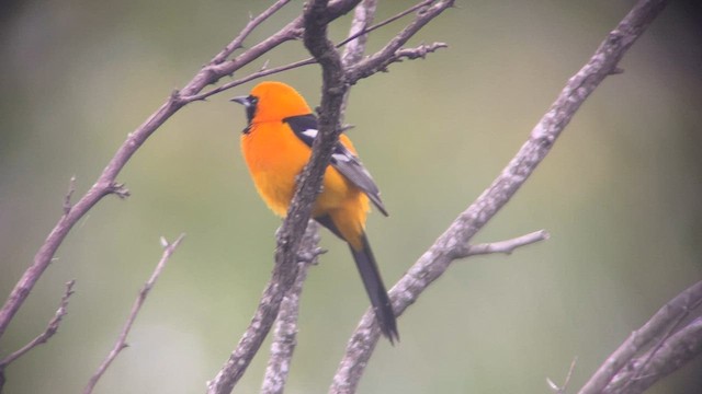 Oriole masqué - ML558208761