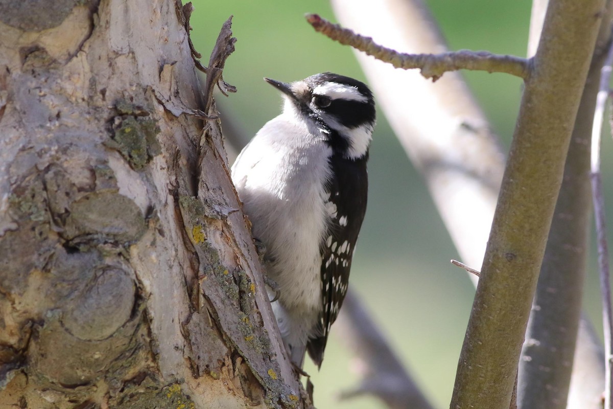 Downy Woodpecker (Rocky Mts.) - ML55820881