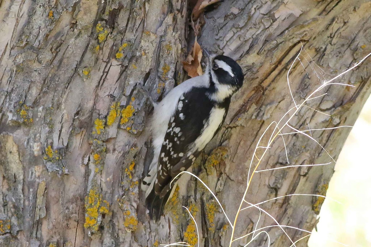Downy Woodpecker (Rocky Mts.) - ML55820891